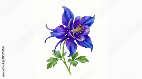 Exotic blue columbine flower with green leaves isolated on white background