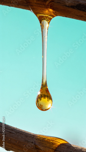 Golden maple syrup droplet hanging from a tree branch reflecting autumn leaves against a clear teal sky in bright sunlight