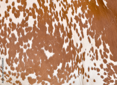 Konstfotografi Cow skin texture background, bull leather with fur background closeup, cow hide
