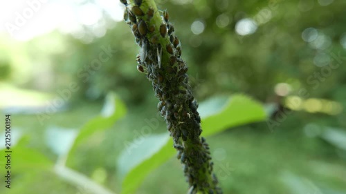 4K Blackflies and Bugs on Plant Stem