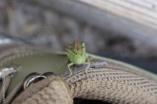 Canvastavla A grasshopper that landed on my shoe