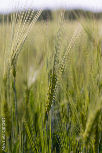 a wheat field with green plants, no person