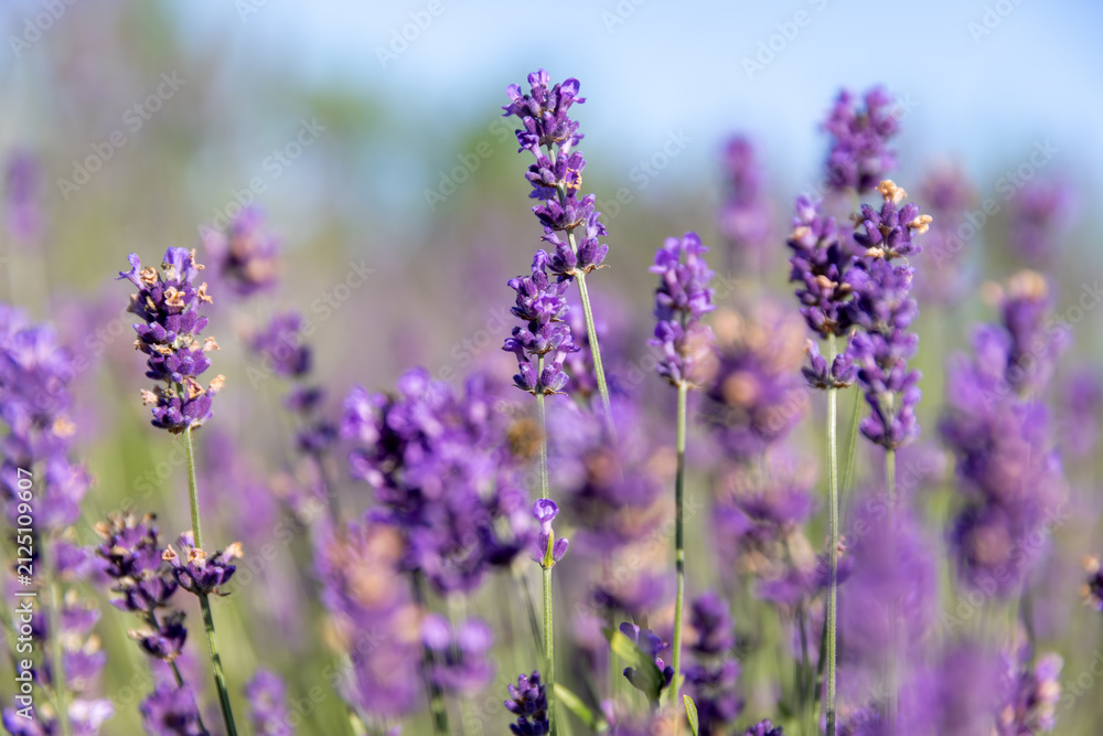 Obraz premium Fragrant lavender shrub, soft light