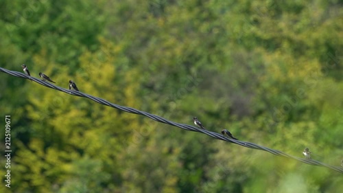 Barn Swallows on power cord, summer, beautification, far away (Hirundo rustica) - (4K)