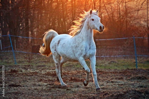 Fotografie White horse running in open field