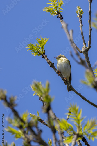 Photography Willow warbler in an ash tree against a blue sky