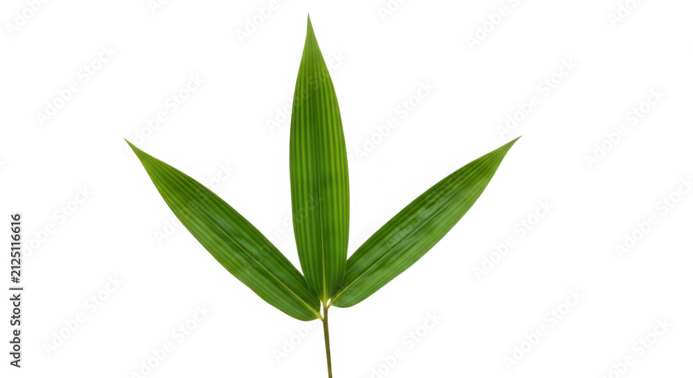 Fototapeta premium Fresh green bamboo leaves isolated on a plain surface isolated on transparent background
