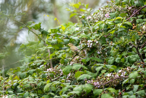 Willow warbler on a flowering bramble