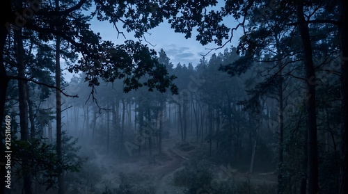 A moody landscape view of a dense forest filled with thick morning mist and tall pine trees
