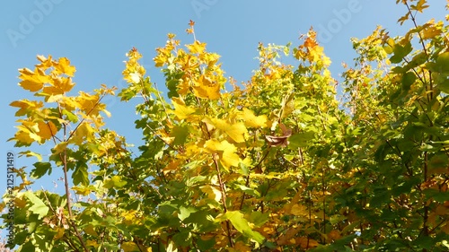 4K Wild Grape Leaves in the Autumn