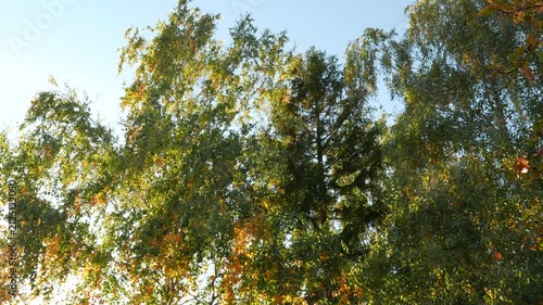 4K Temperate Climate Autumn Trees
