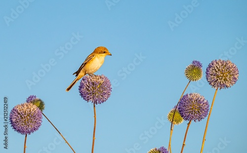 Bild auf Leinwand A beautiful close-up of a young juvenile Woodchat Shrike (Lanius senator) perched calmly on dry thorns under a clear blue sky in the Tigris Valley