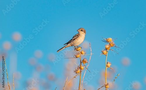 Foto A beautiful close-up of a young juvenile Woodchat Shrike (Lanius senator) perched calmly on dry thorns under a clear blue sky in the Tigris Valley