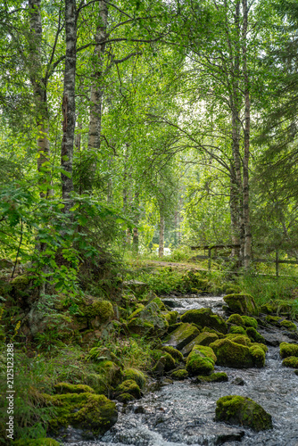 Fototapeta Forest river