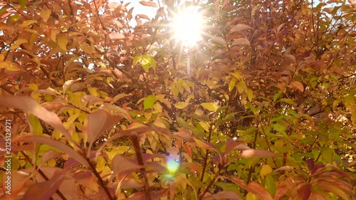  4K Autumn Golden Rain Laburnum