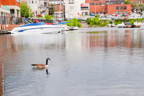 Konstfotografi Canada goose swimming on the water