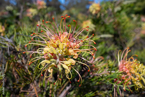 A vibrant Grevillea flower blooming in native Australian bushland under bright natural sunlight.