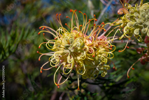 Detailed close-up of a colorful Grevillea flower blooming in native Australian bushland under natural sunlight.