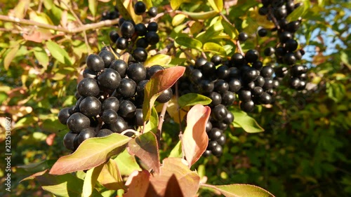  4K Wild Privet Ligustrum Vulgare Crops in the Autumn
