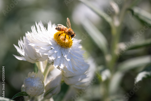 Fotografía Close-up of a honey bee collecting nectar and pollen from a white everlasting daisy flower, with soft green bokeh in natural sunlight