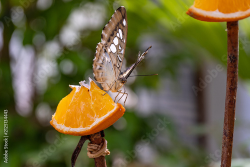 butterfly garden