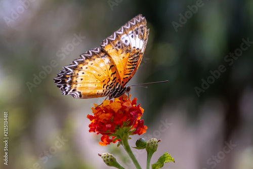 butterfly on flower