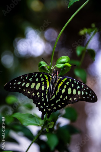 butterfly on green leaf