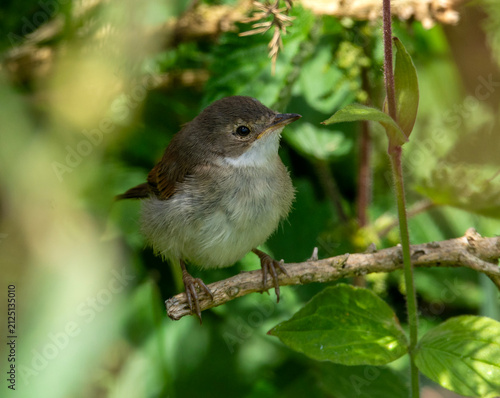 Whitethroat on a branch