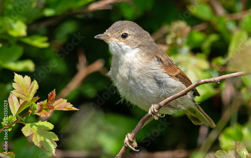 Whitethroat on a branch