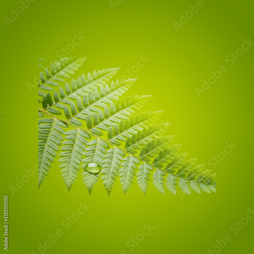 Close-up of a green pine tree branch with needles