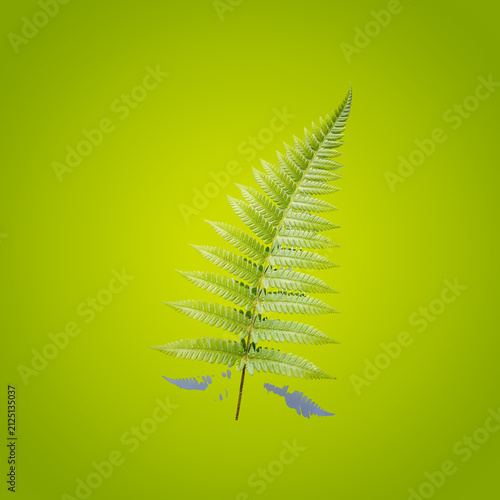 Close-up of a green pine tree branch with needles and cones on solid background