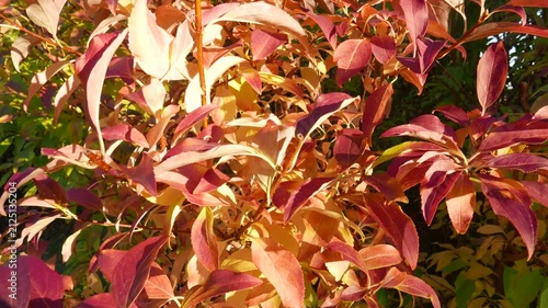  4K Autumn Golden Rain Laburnum