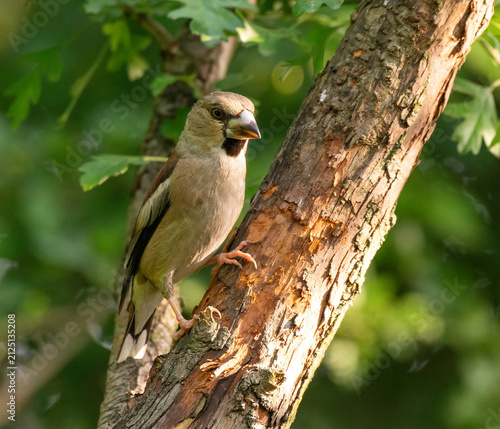 Hawfinch posing on a tree branch