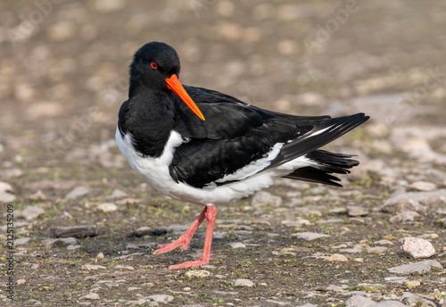 Oystercatcher on the beach