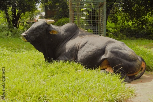 Bild auf Leinwand Sacred Bull Resting on Grass near Pashupatinath Temple Kathmandu Nepal