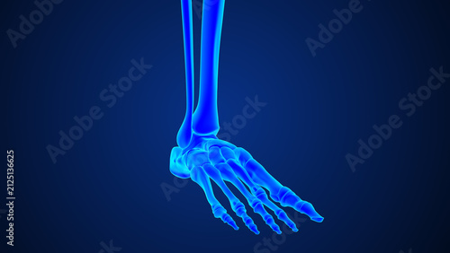 Foto Foot and ankle anatomy of 3d medical illustration