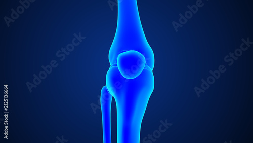 Foto Anatomy of knee joint bones anterior view 3d medical illustration