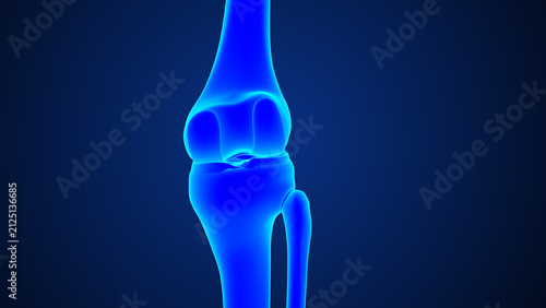 Fotografie Anatomy of knee joint bones posterior view 3d medical illustration