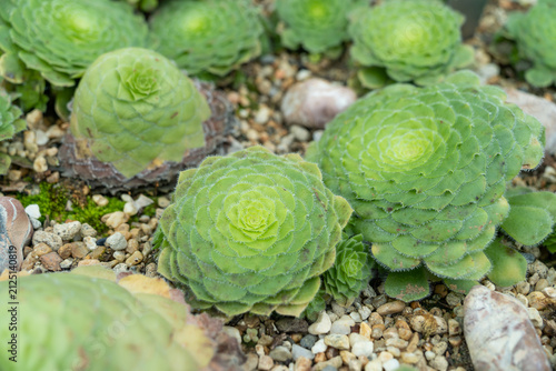 Close-up of compact green Aeonium succulent plants with tightly arranged rosette shaped leaves growing in a landscaped botanical garden
