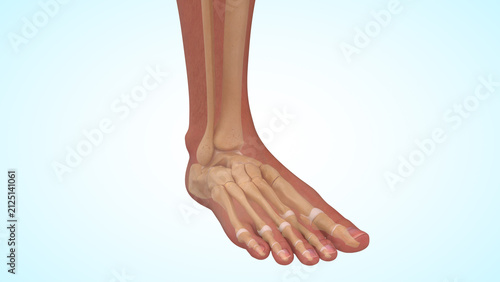 Foto Foot and ankle anatomy of 3d illustration