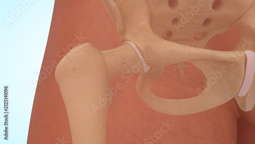 Anatomy of hip joint bones 3d illustration