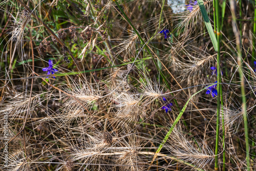 A close-up, textured view of dry, bristly wild grasses and awns intertwined with delicate, vibrant purple wildflowers in an overgrown natural field.