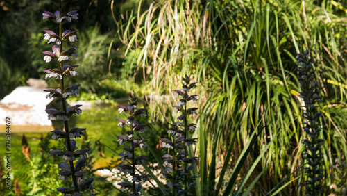 Canvas Print Acanthus mollis flowers blooming in lush botanical garden
