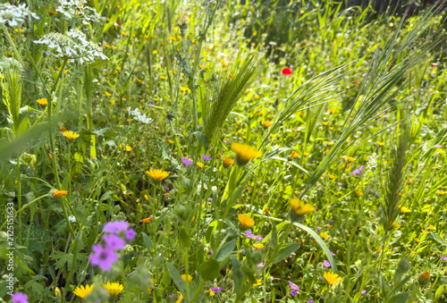 Fotografía Wall barley and field marigolds mingle in a lush sunlit spring wildflower meadow