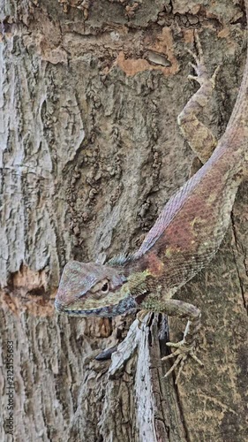 Blue Crested Lizard on tree in nature.
