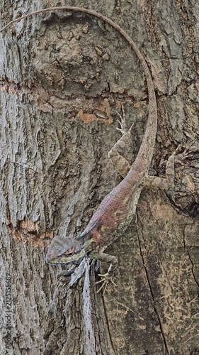 Blue Crested Lizard on tree in nature.
