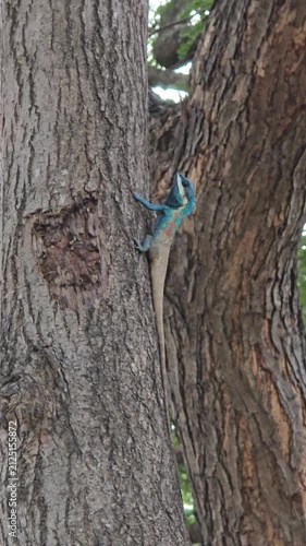 Blue Crested Lizard on tree in nature.

