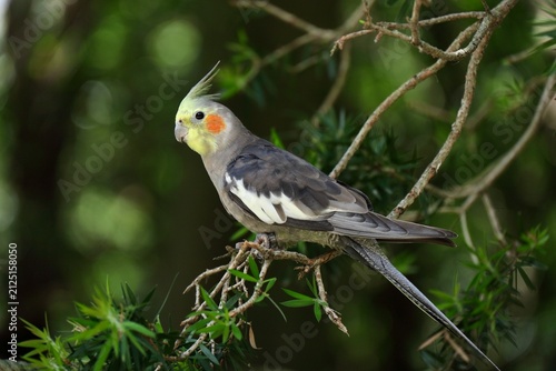 枝にとまるオカメインコ　埼玉県キャンベルタウン野鳥の森