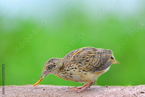 juvenile female of common buttonquail taking mealworm while foraging in early morning
