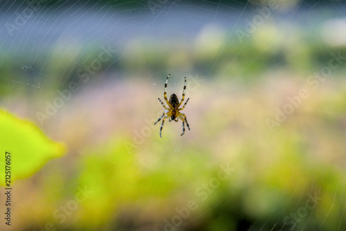 Small spider on invisible web